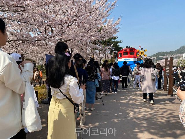 진해군항제/사진-창원시