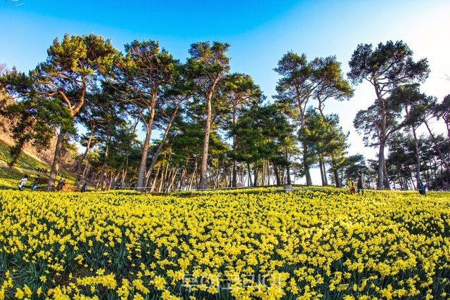 권성은 촬영 유기방가옥 수선화동산/사진=서산시