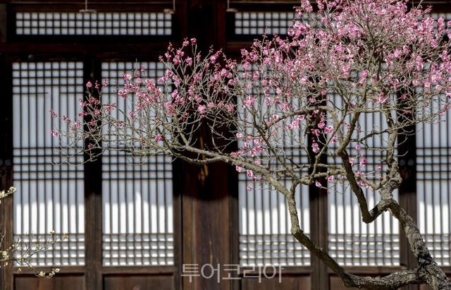 현충사 홍매화 /사진=환경부