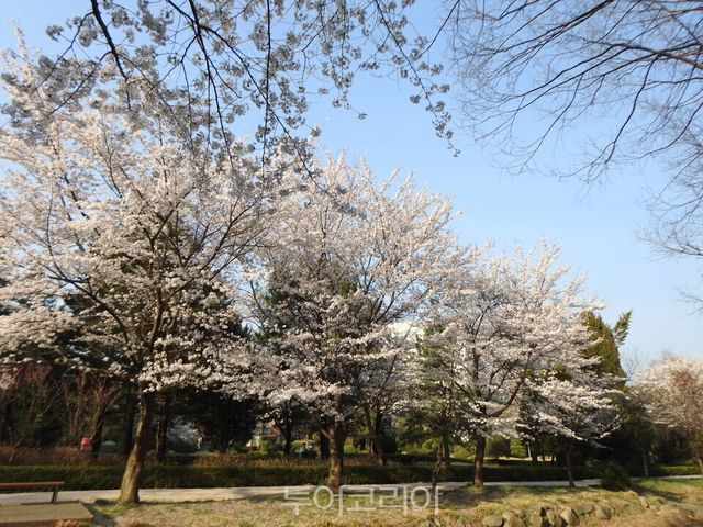 물향기수목원 전벚꽃 풍경/사진=경기도