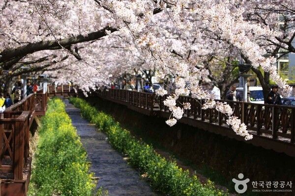 사진: 여좌천 ⓒ한국관광공사 포토코리아-김지호