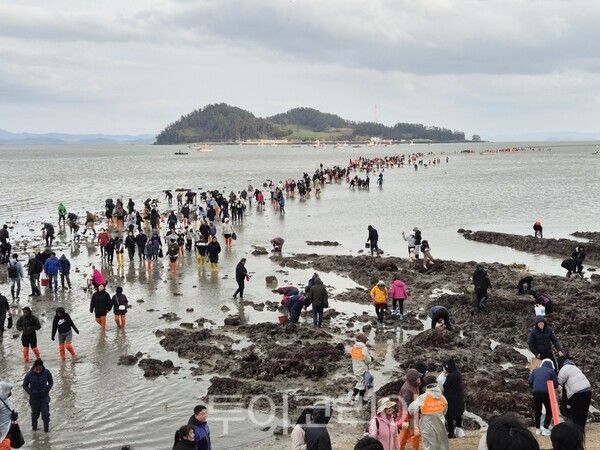 지난 29일 진도군 고군면 일원서 열린 제45회 진도 신비의 바닷길 축제. /사진-이창식 기자