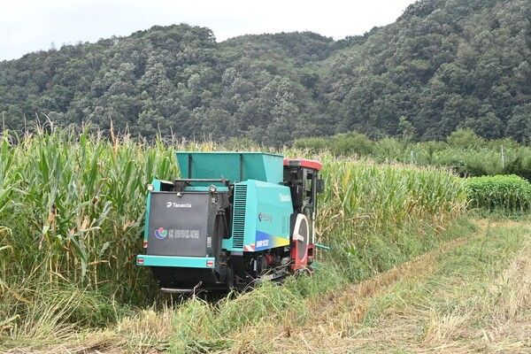 벼 대신 옥수수를 재배하고 수확하는 모습/사진-청송군