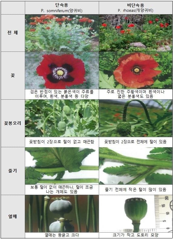 단속용 양귀비와 관상용 양귀비 비교