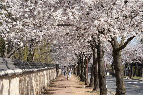 사진: 황룡원 벚꽃 전경(출처 : 경주시)