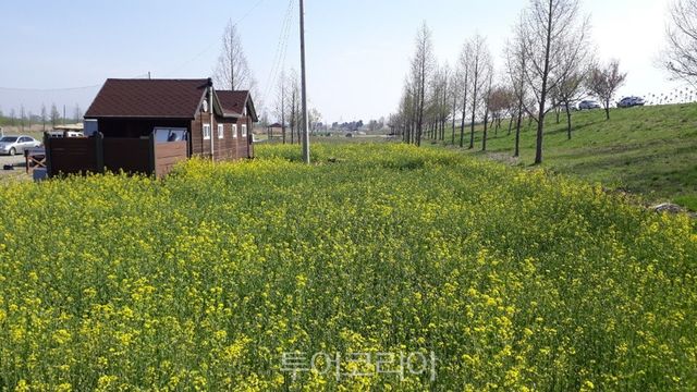 용안생태습지 유채꽃/사진-익산시