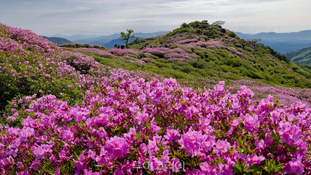 합천 황매산 철쭉제/사진-합천군