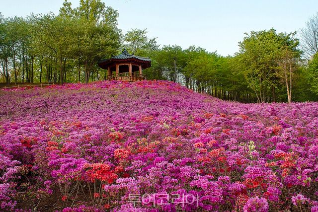 오난산전망공원 철쭉동산/사진=시흥시