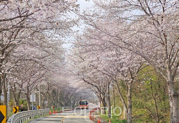 벚꽃길. /사진-임실군