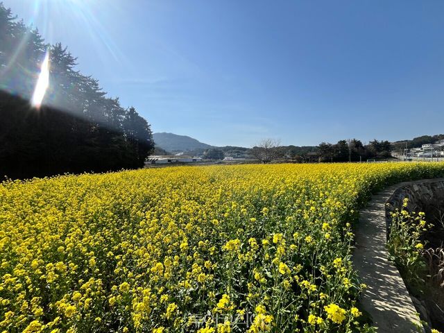 유채꽃 만개한 고현면 /사진-남해시
