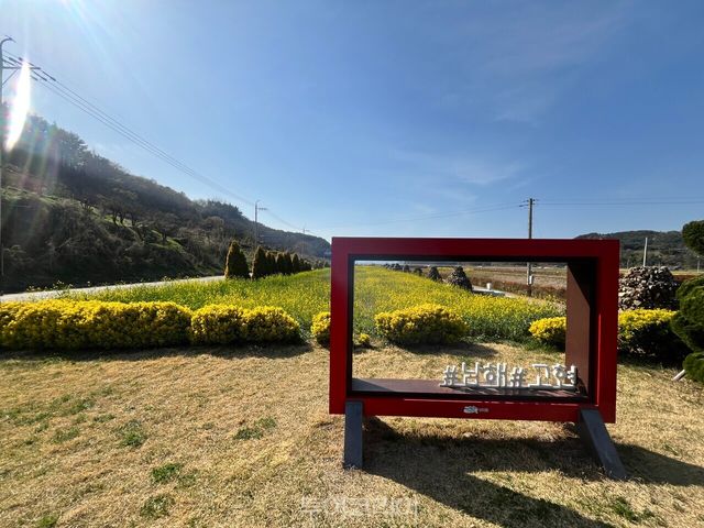 유채꽃 만개한 고현면 /사진-남해시