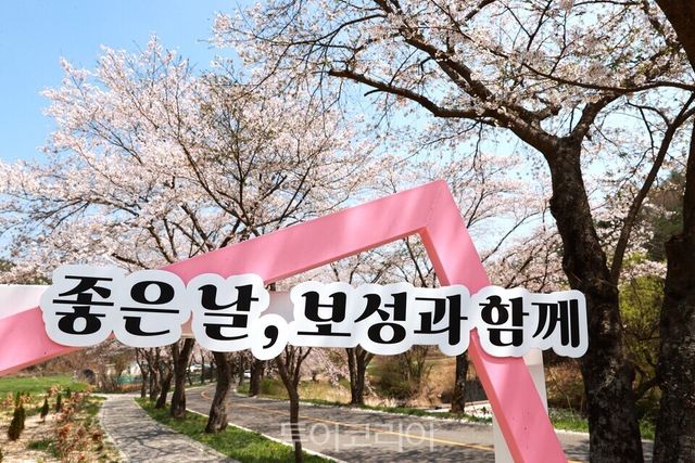 찬란한 봄날! 보성으로 즐거운 벚꽃여행/사진=보성군