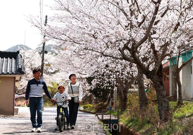 찬란한 봄날! 보성으로 즐거운 벚꽃여행/사진=보성군