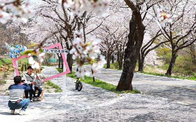 찬란한 봄날! 보성으로 즐거운 벚꽃여행/사진=보성군
