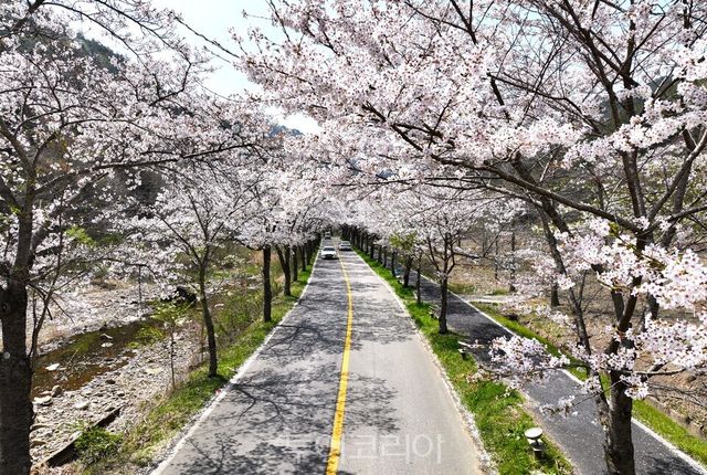 찬란한 봄날! 보성으로 즐거운 벚꽃여행/사진=보성군
