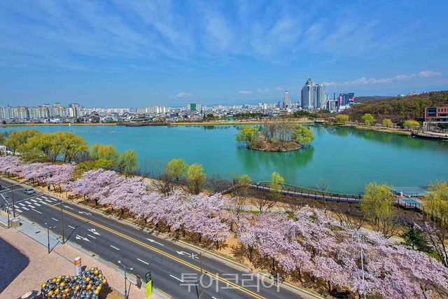 수성못 벚꽃향연