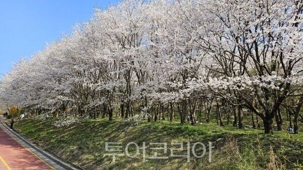 성라산 '고양둥이 동산' 벚꽃/투어코리아뉴스 정명달 기자