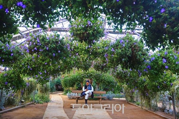 세계꽃식물원에 파란색 뉴질랜드 앵초가 가득한 휴식공간