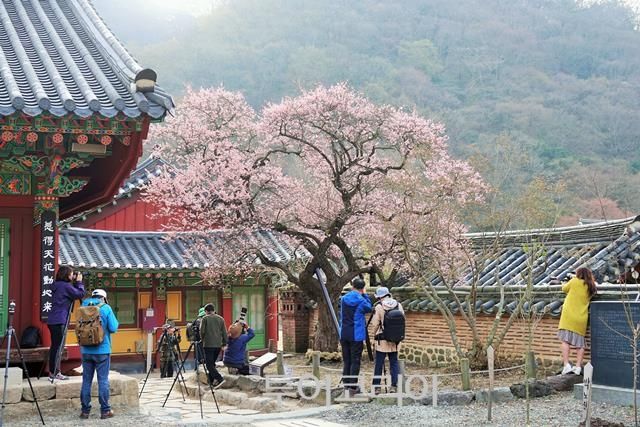 봄을 품은 천년고찰, 고불총림(古佛叢林) 백양사 매화/사진-장성군