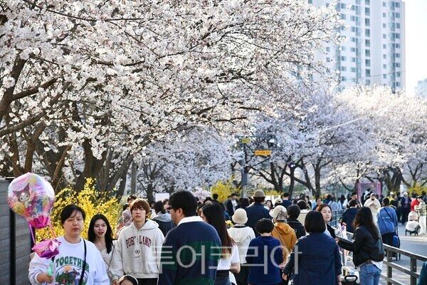 김포시가 지난 12일 ‘김포, 시민과 함께 빚나는 벚꽃’이라는 주제로 금파로 계양천 산책로 일원에서 ‘2025 김포 벚꽃축제’를 개최하고 있다.