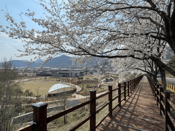 청도군이 신화랑달빛수련길 조성사업으로 추진한 데크./사진-청도군