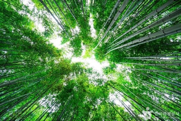 죽녹원 (출처=ⓒ한국관광공사 포토코리아-김지호)