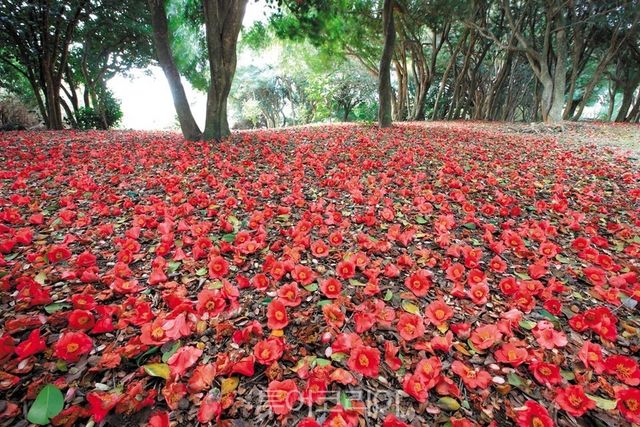 여수 오동도 동백꽃