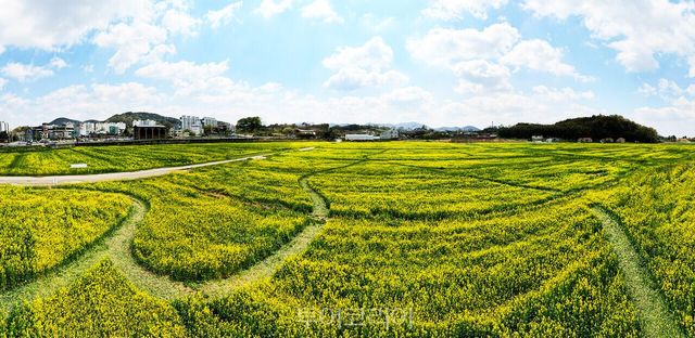 만개한 유채꽃에 노랑 물결이 상큼한 봄을 선물한다./사진-담양군