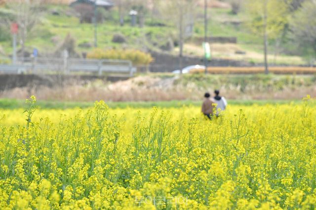 만개한 유채꽃에 노랑 물결이 상큼한 봄을 선물한다./사진-담양군