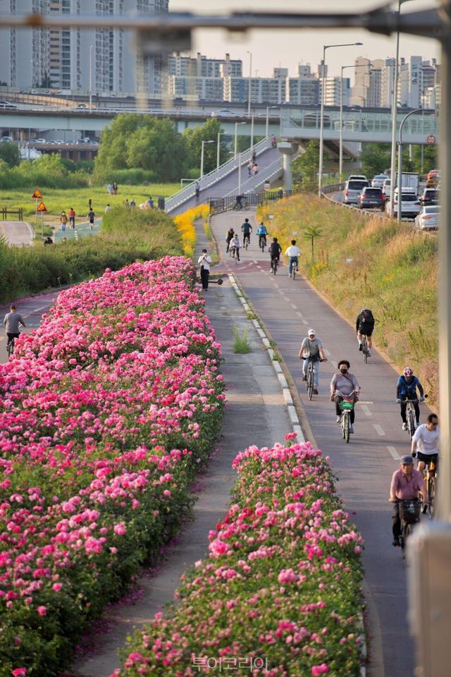&nbsp; 중랑천 장미공원 풍경&nbsp; /사진-서울관광재단