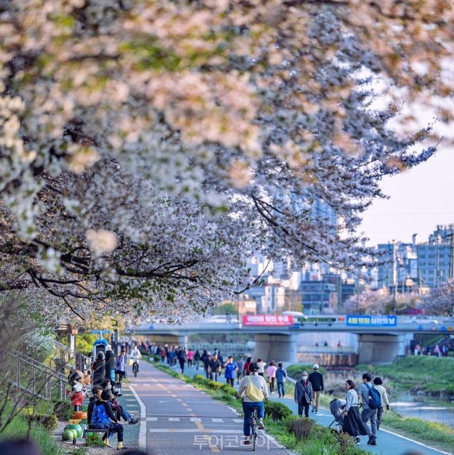 "(사진11) 불광천 라이딩" "(사진6) 불광천 자전거길" "(사진7) 불광천 야경" "(사진8) 불광천 벚꽃풍경" "(사진9) 불광천과 은평춘당" "(사진10) 은평춘당 마중벚꽃" /사진-서울관광재단