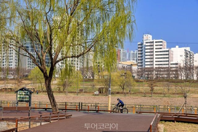 "(사진4) 안양천 가족정원" "(사진2) 영학정 개나리" "(사진3) 안양천 라이딩" /사진-서울관광재단