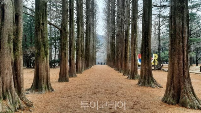 남이섬 메타세쿼이아길