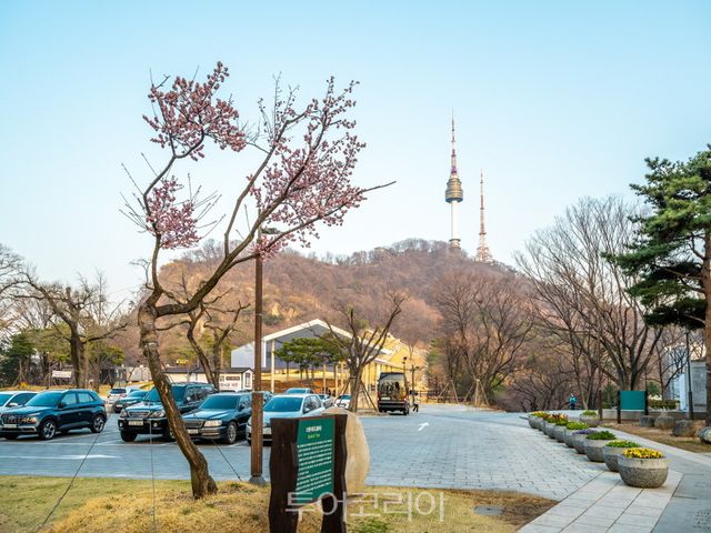 남산타워를 배경으로 선 와룡매 홍매화/사진-서울관광재단