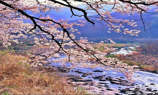 하동 화개십리벚꽃 /사진-하동군