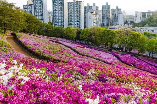 군포철쭉 (출처 = 군포철쭉축제 제공)