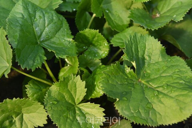 양구 곰취/사진-양구군