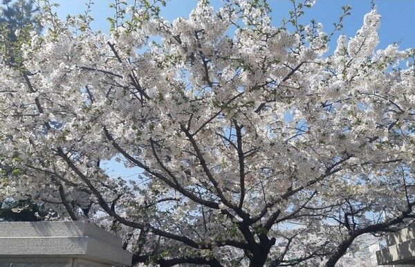 벚꽃 이미지/사진=이창호 기자