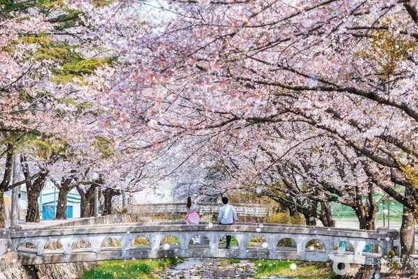 봄날의 환희 (출처 =&nbsp;한국관광공사 포토코리아-장하나)