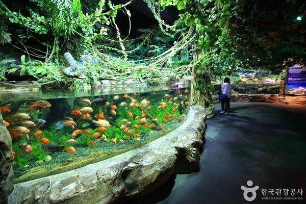 부산아쿠아리움 (출처=ⓒ한국관광공사 포토코리아-김지호)