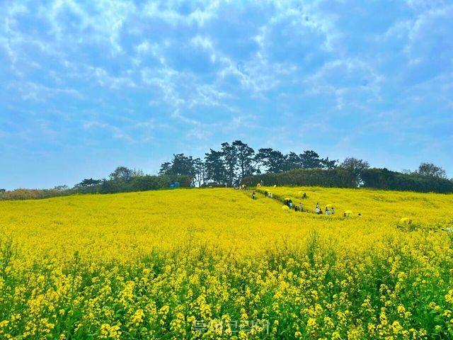 유채꽃이 만개해 노랗게 물든 부안 변산면 수성당/사진-부안군