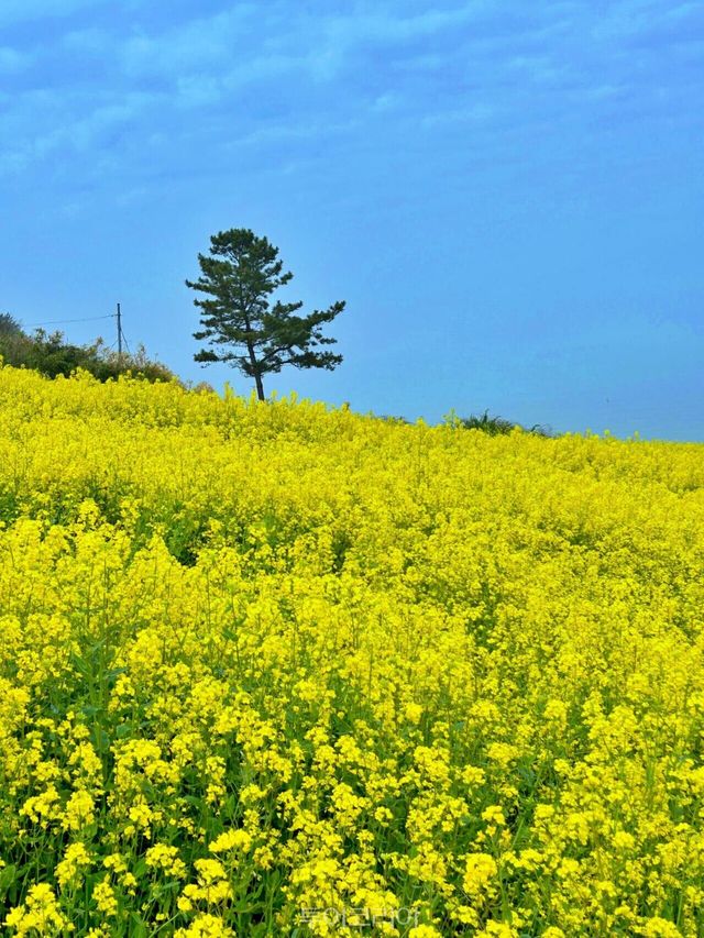 유채꽃이 만개해 노랗게 물든 부안 변산면 수성당/사진-부안군