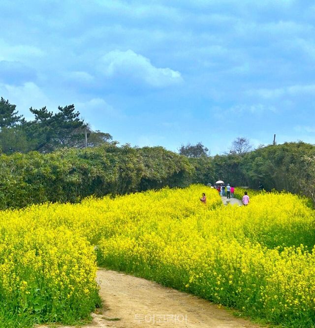 유채꽃이 만개해 노랗게 물든 부안 변산면 수성당/사진-부안군
