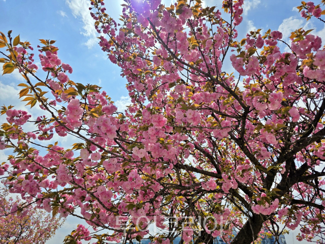 만개한 미사경정공원 겹벚꽃/사진-한국체육산업개발
