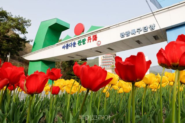 상진리 튤립/사진-단양군