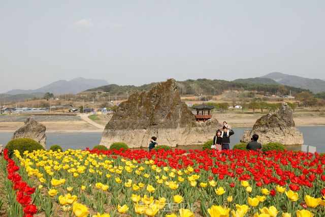 도담삼봉 튤립/사진-단양군