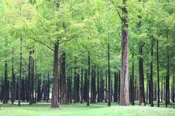 남이섬 (출처=ⓒ한국관광공사 포토코리아-BOKEH)