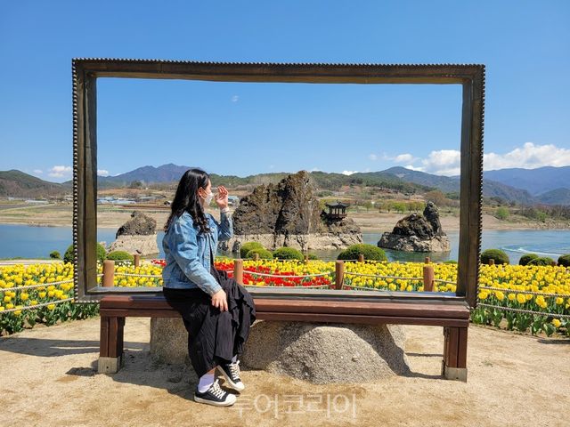 튤립 만발한 단양 도담삼봉/사진-단양국