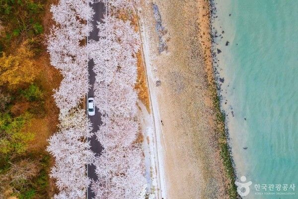 남해 벚꽃로드 (출처=ⓒ한국관광공사 포토코리아-이정훈)