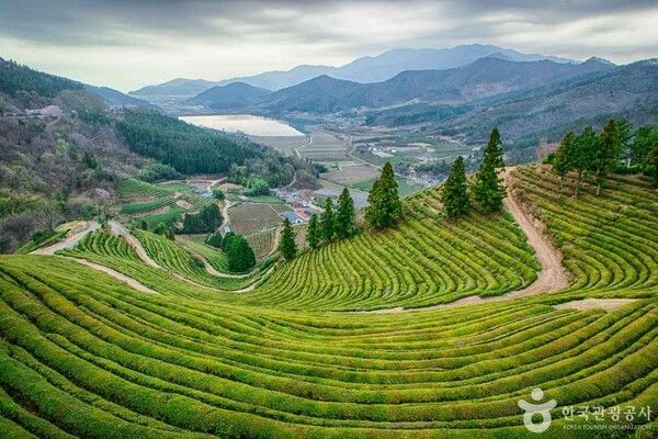 보성 차밭전망대 (출처=ⓒ한국관광공사 포토코리아-김지호)